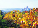 850 Jahre Weinbau im Elbthal
Weinerlebnis zwischen Dresden und Meissen